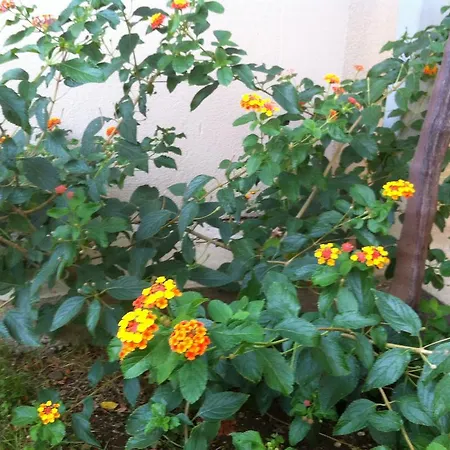 Vendégház Liska 3*